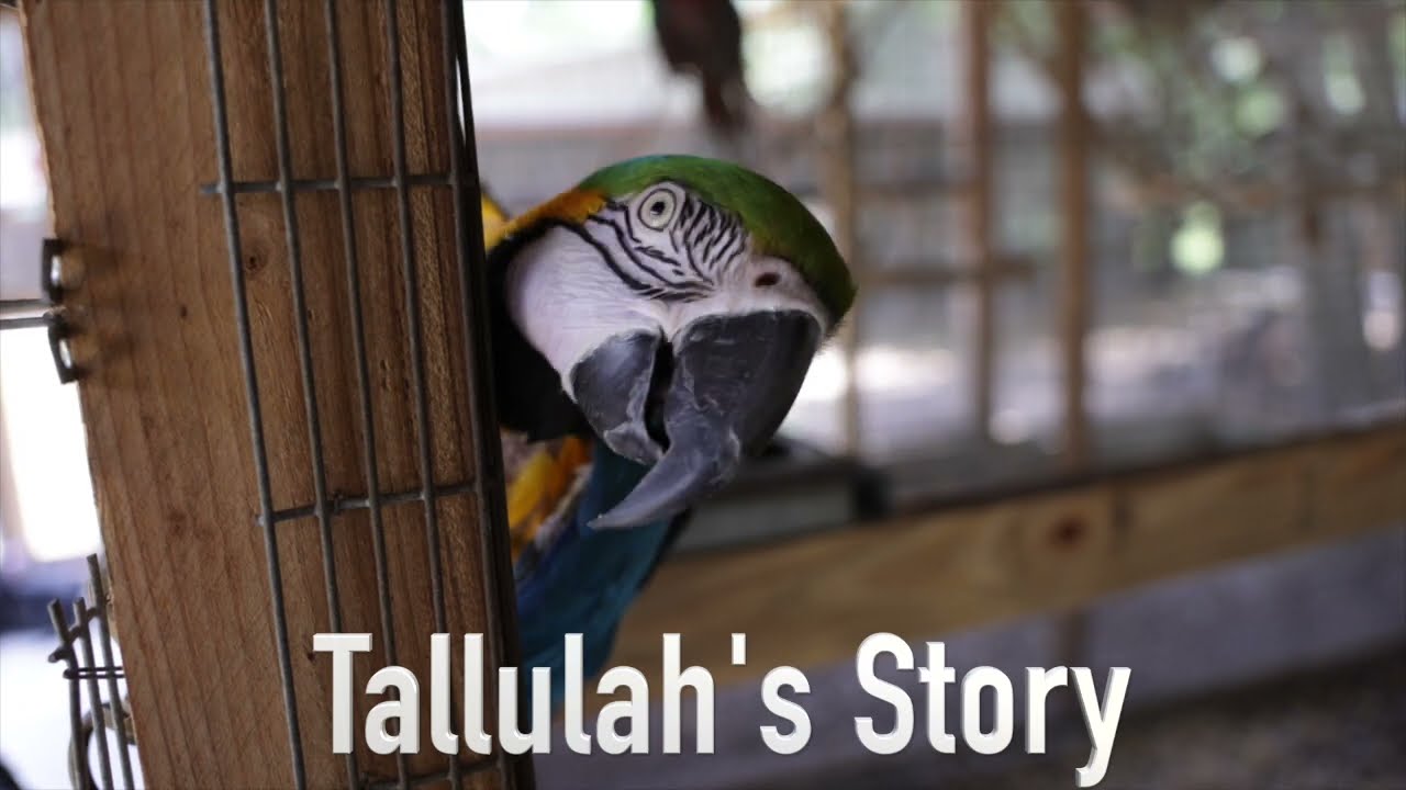 Tallulah's Story