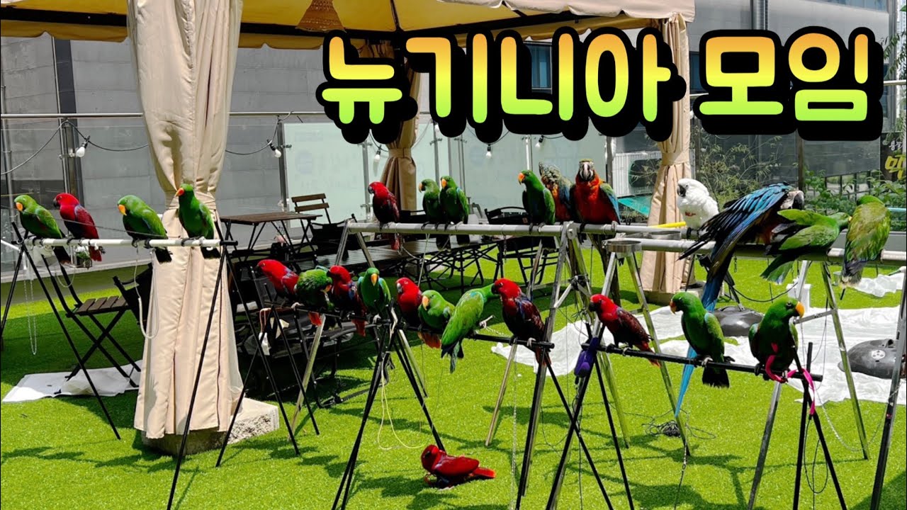 [지구젤리/일상] 뉴기니아가 26마리?! 행복한 뉴기니아 모임💚❤️