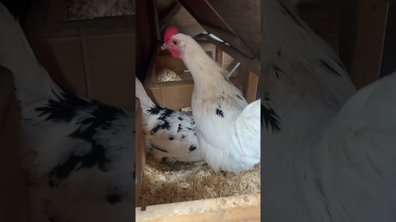 Chickens laying eggs for the first time! #pullets #homestead #farming #chicken #eggs #farm