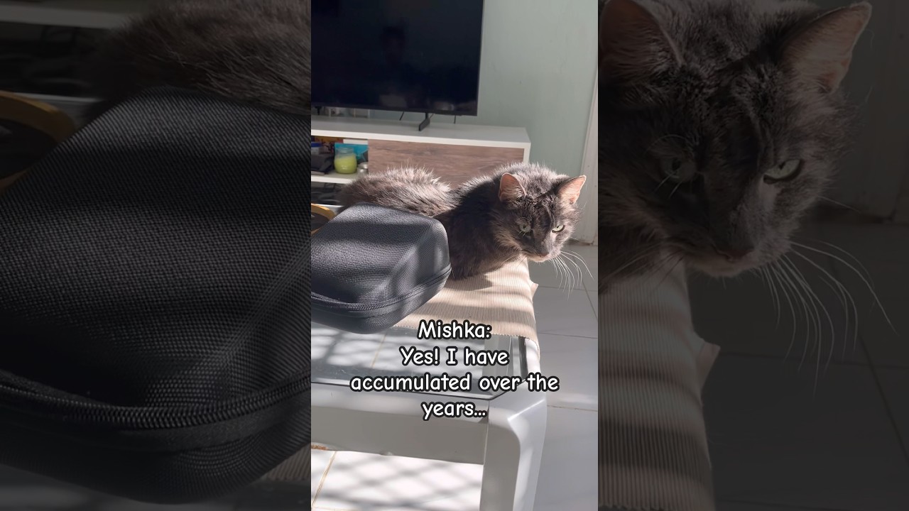 🤭Mishka cat and a blood pressure monitor!😅 