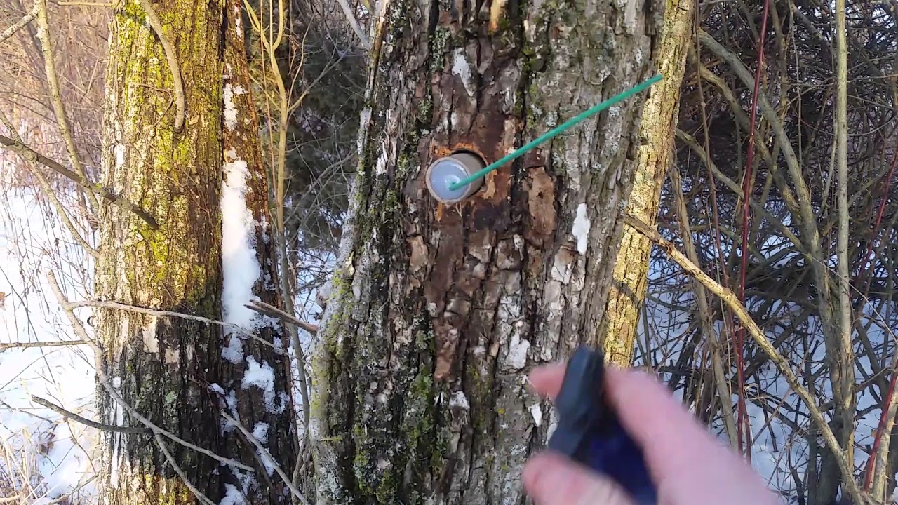 Flash Powder vs. Tree (30 Grams)