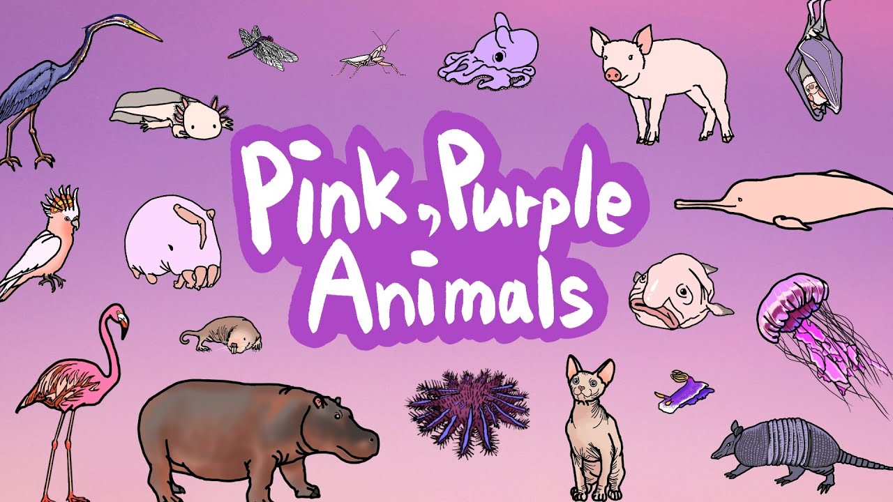 Pink&Purple Animals | Which creatures are pink in color? | Let’s discover purple animals | Kids Draw