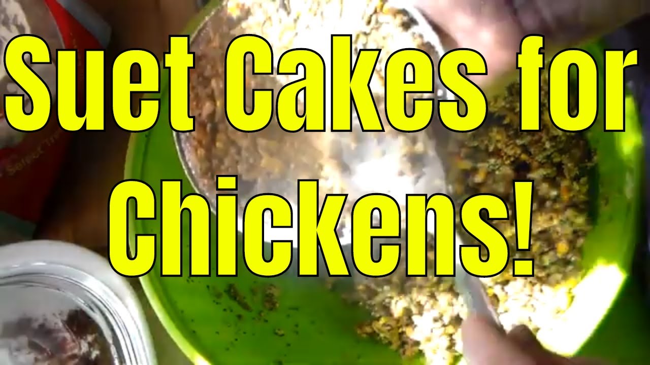 Suet Cakes for Chickens