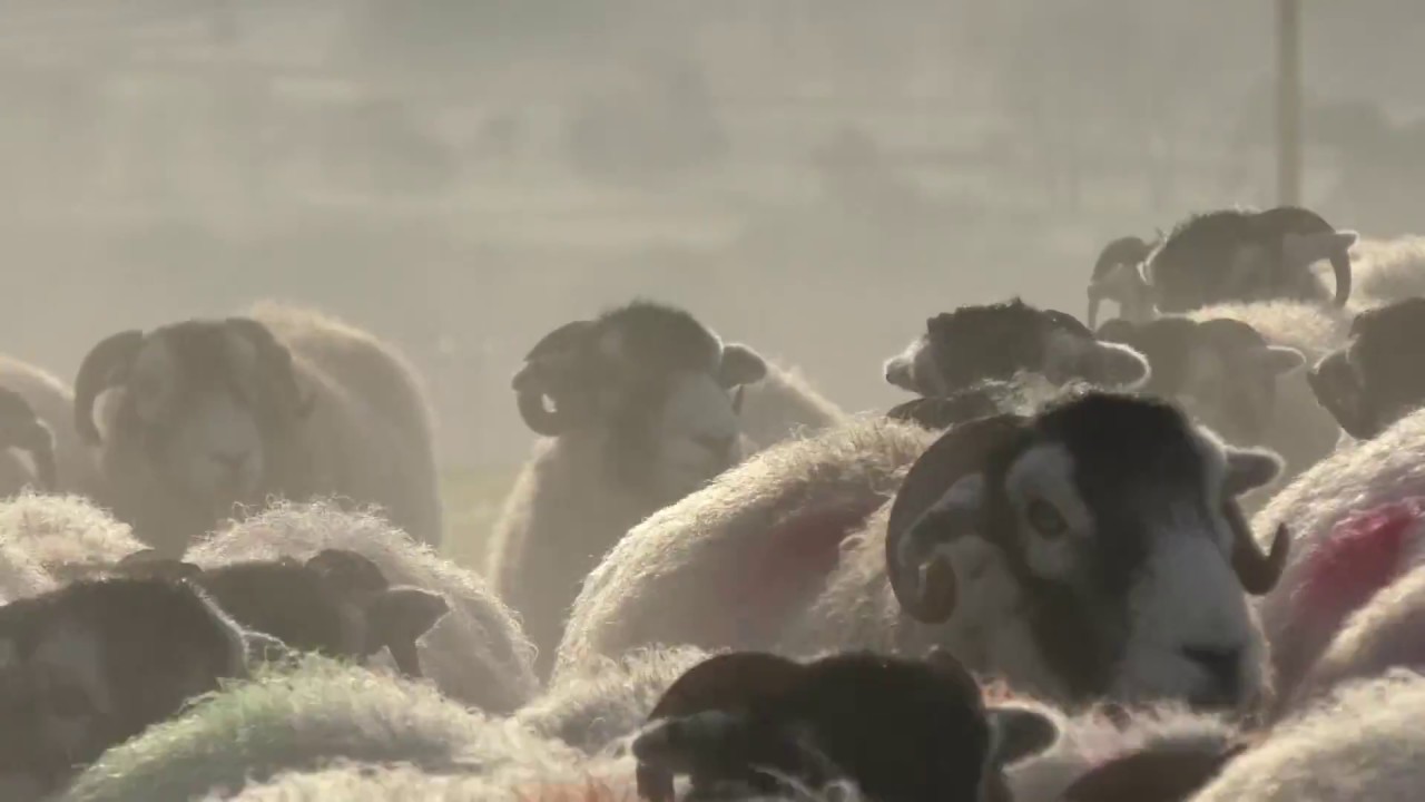 The Future of Upland Farming - Interview with Swaledale farmer Will Cockbain of Keswick