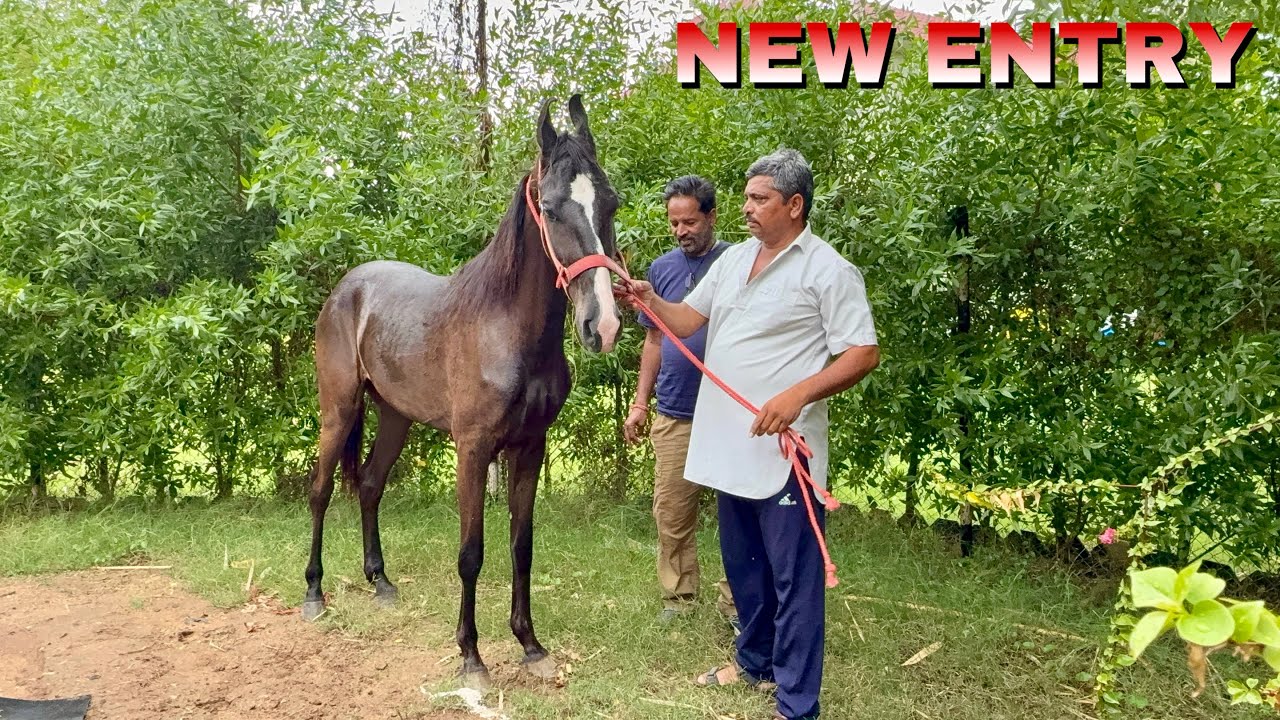 NEW ENTRY AT DEV STUD FARM