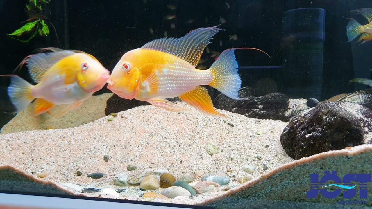 Acarichthys heckelii Albino in group mating