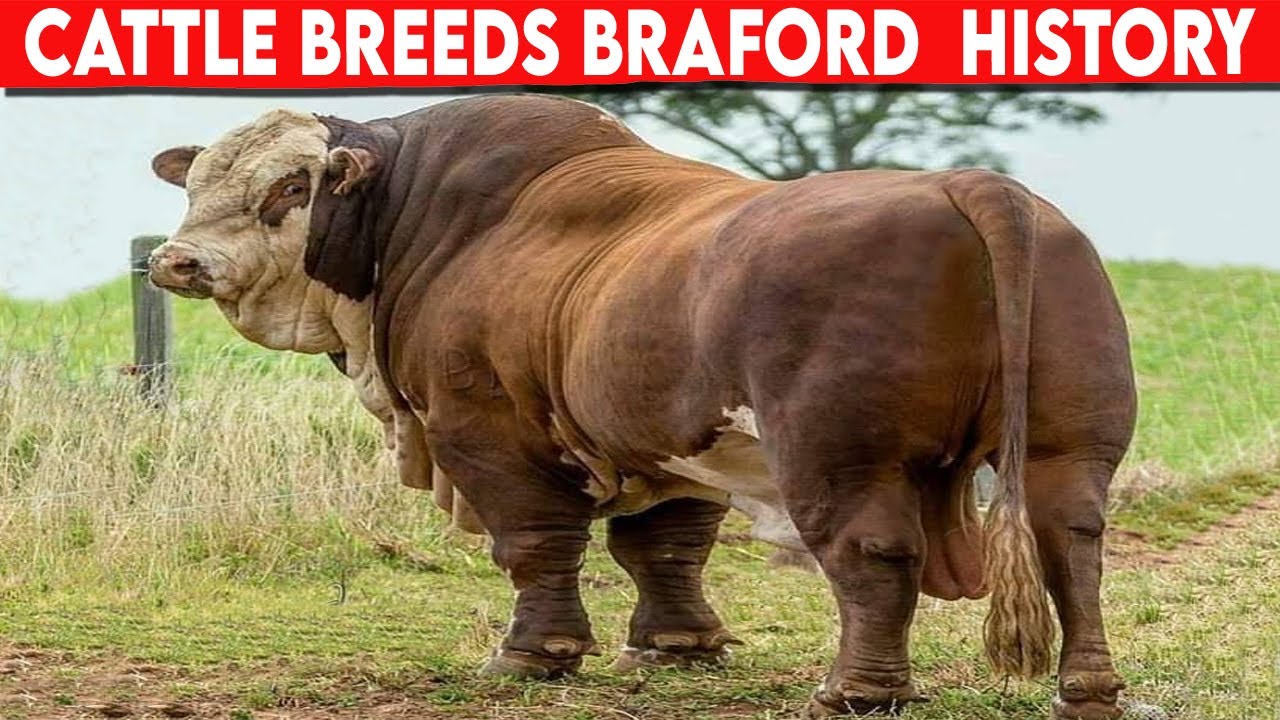 ⭕ Cattle Breeds BRAFORD History ✅  BRAFORD Cattle  // Bulls