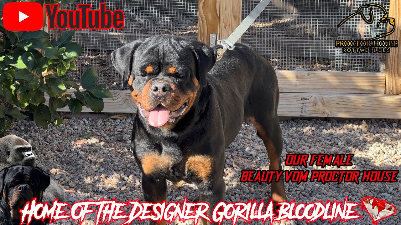 Отправка нашей первой партии ротвейлеров для вязки в 2026 году! (Видеоблог о вязке ротвейлеров, 2...