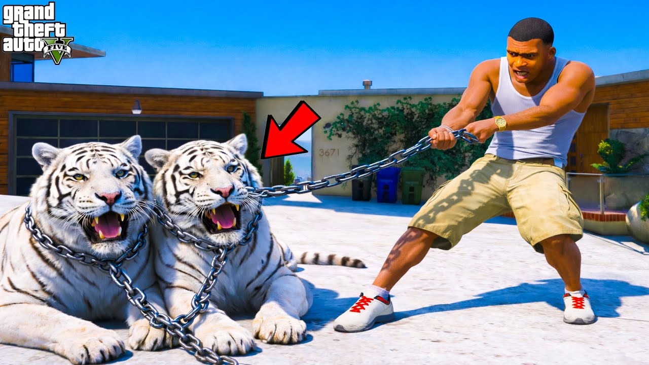 Franklin Catching Most Rare White Bengal Tigers in Los Santos in GTA 5 TELUGU