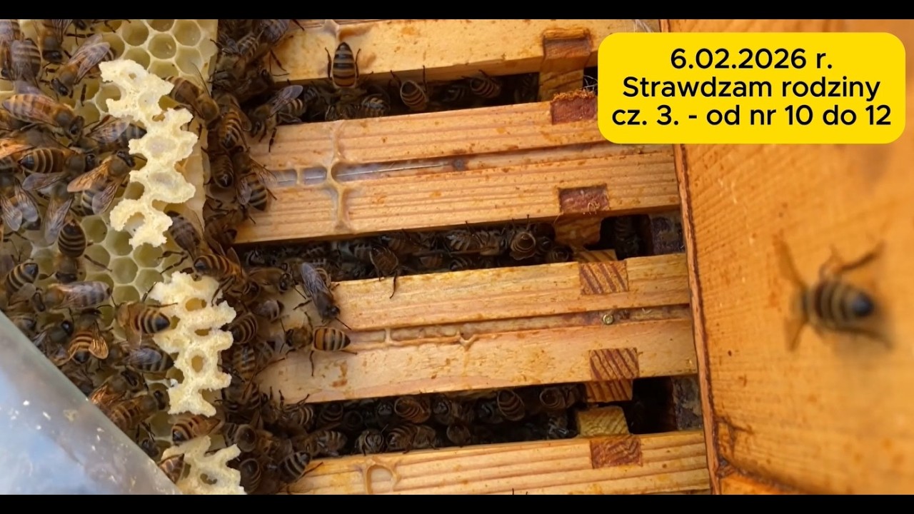 6 lutego 2026 r  Sprawdzam rodziny cz. 3. #bee #beekeeping #beekeeper