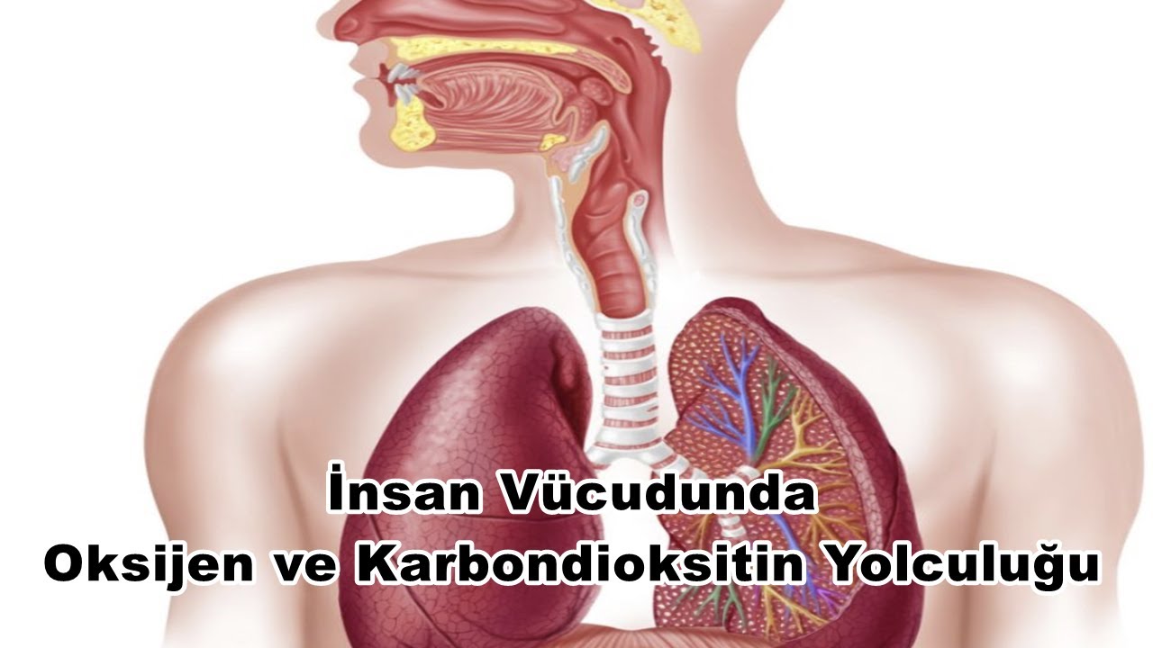 Oksijen ve Karbondioksitin Ana Kapıları (İnspirasyon ve Ekspirasyon S&uuml;recinde Temel Noktalar)