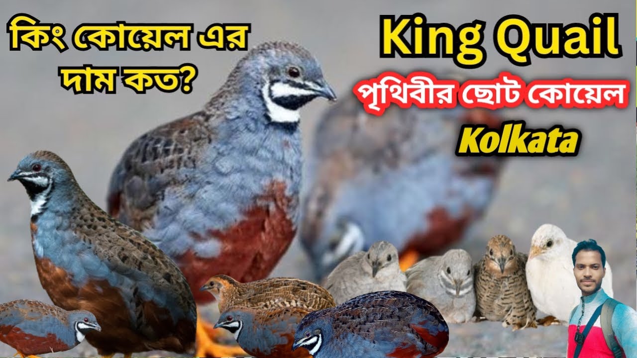 পৃথিবীর সব থেকে ছোট king Quail দক্ষিণ 24 পরগনা || king Quail in kolkata
