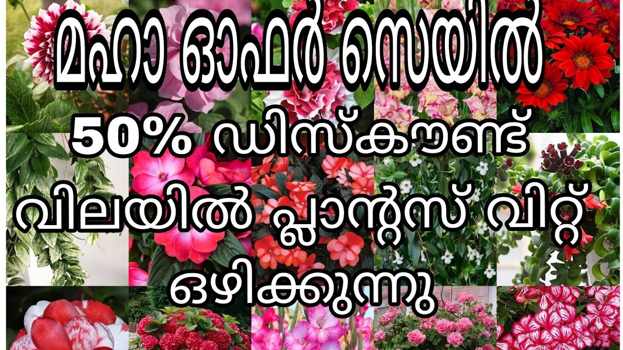 എല്ലാ പ്ലാന്റ്സും പകുതി വിലയിൽ വിറ്റ് ഒഴിക്കുന്നു 😱😱😱