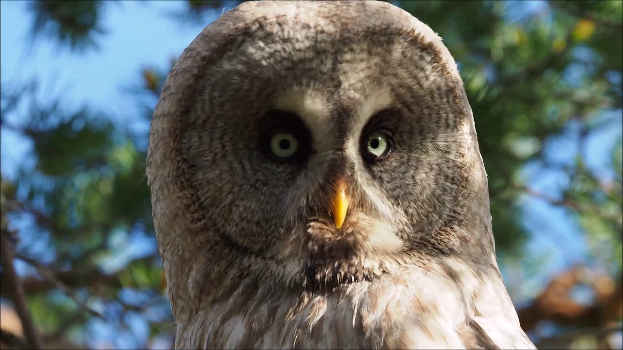 Lappugle (Great Grey Owl) 2017