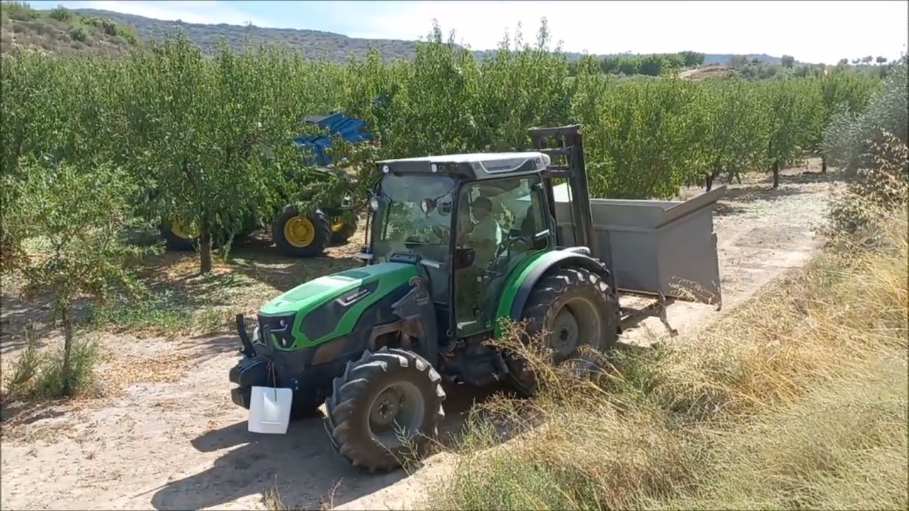 Recolección de almendra variedad Vairo, finca en Castelldans.