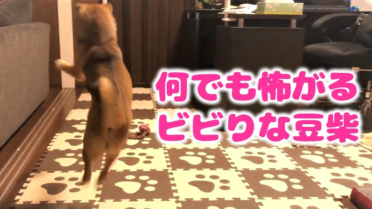 柴犬（豆柴）みかん｜ビビりながらのボール遊び。