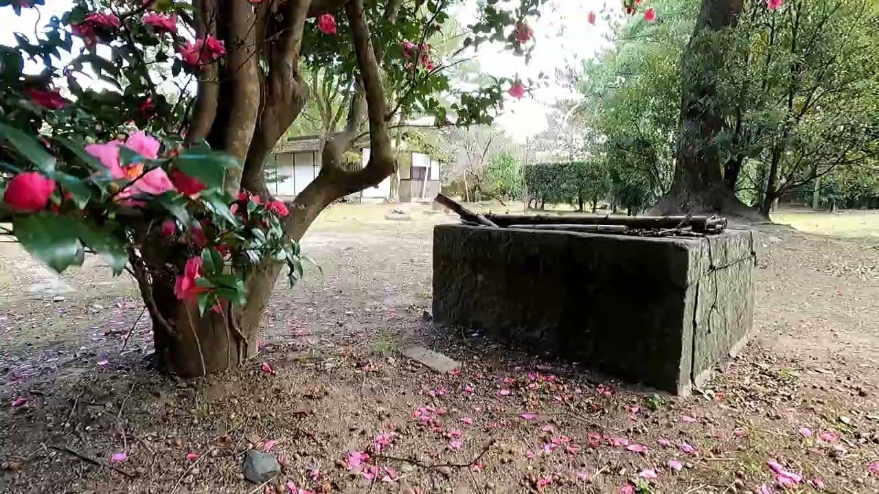 2025年12月05日【指月公園に咲く、赤いサザンカ】萩市　萩城跡指月公園内