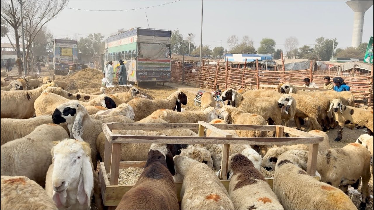 Tuesday Update Desi Sindhi Chatre Qurbani 2026 Lahore Mandi Katu Maal Mundre Chatre 