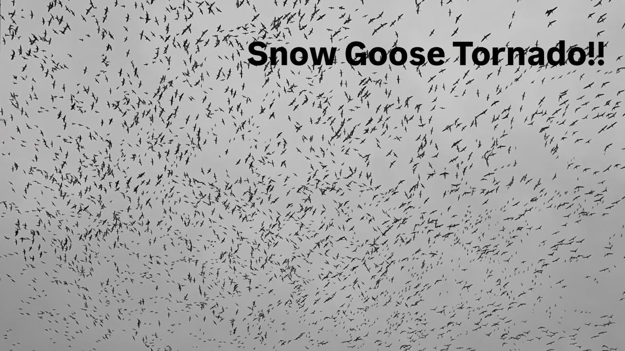 Spring Snow Goose Hunting Over Decoys! (GIANT Spin)