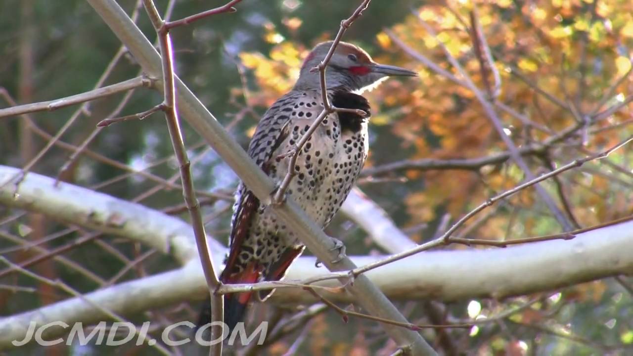 720p HD Red-Shafted Flicker (Woodpecker) wildlife vid