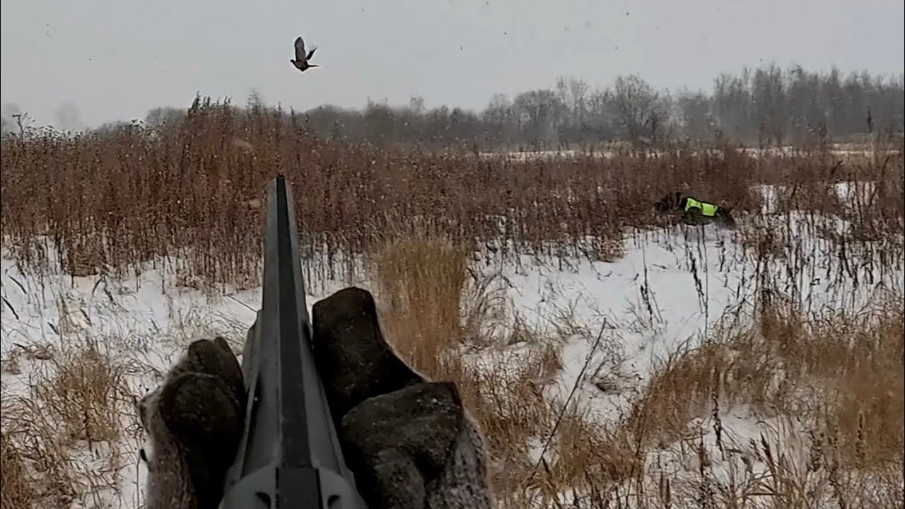 Король полей: Наша охота на фазана. #дичь #птица #hunting #pheasanthunting #huntingdog #huntinglife