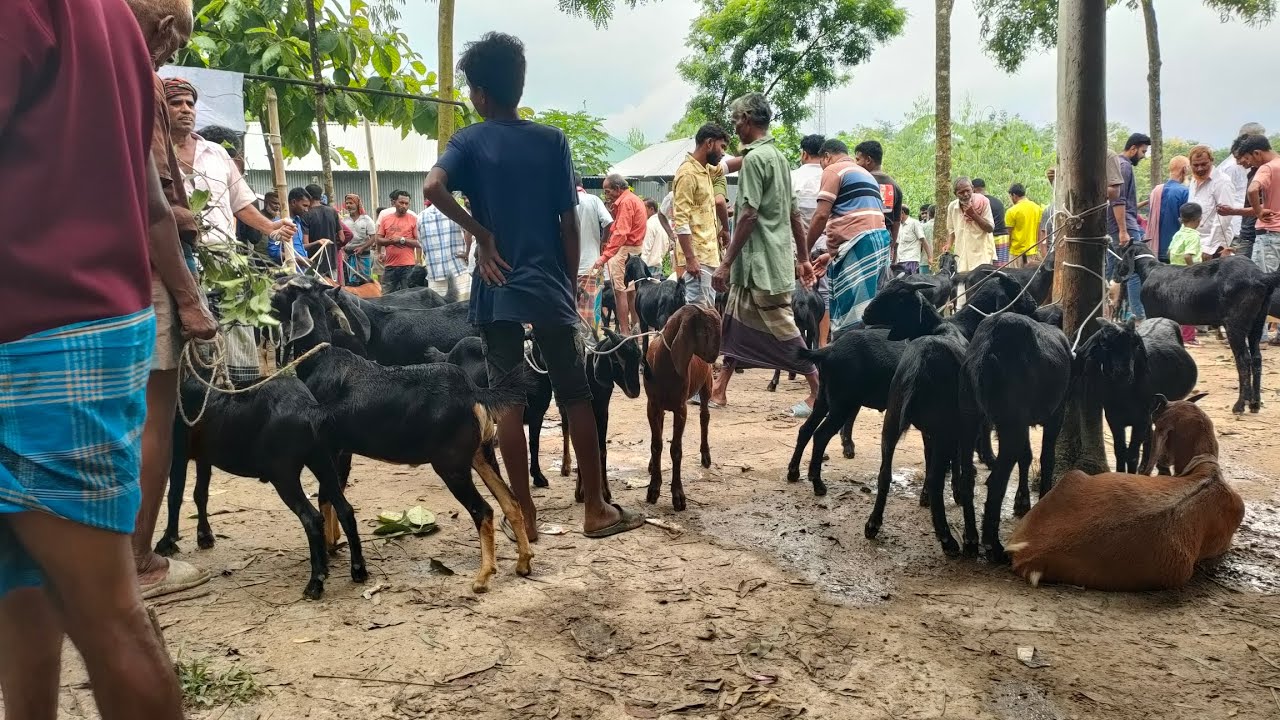 ছাগলের দাম গত হাটের তুলনায় আজকে আরো কম কাইতলা হাটে। ছাগলের দাম জানুন। বাচ্চা সহ ছাগলের দাম।