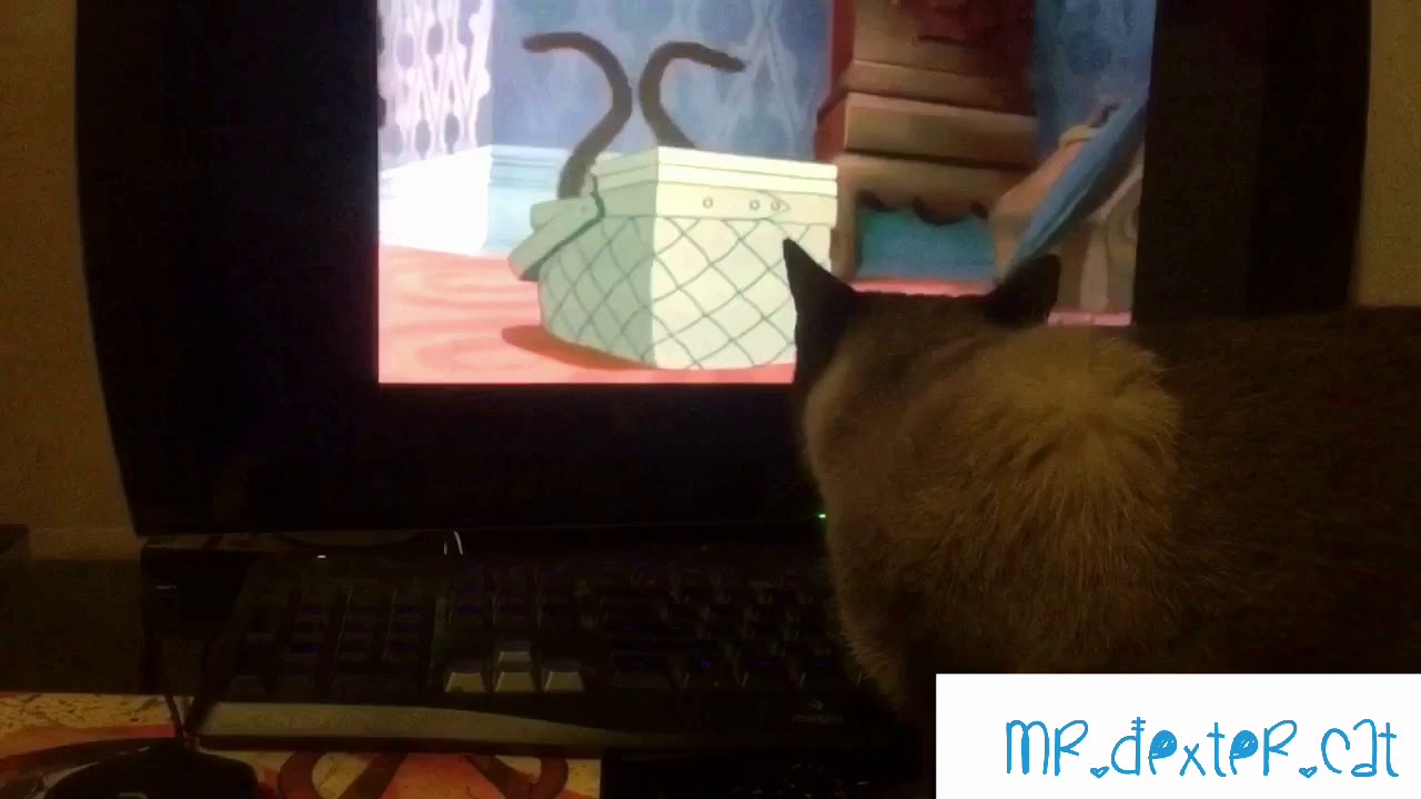 Siamese cat watches “we are Siamese” scene from Lady and the Tramp