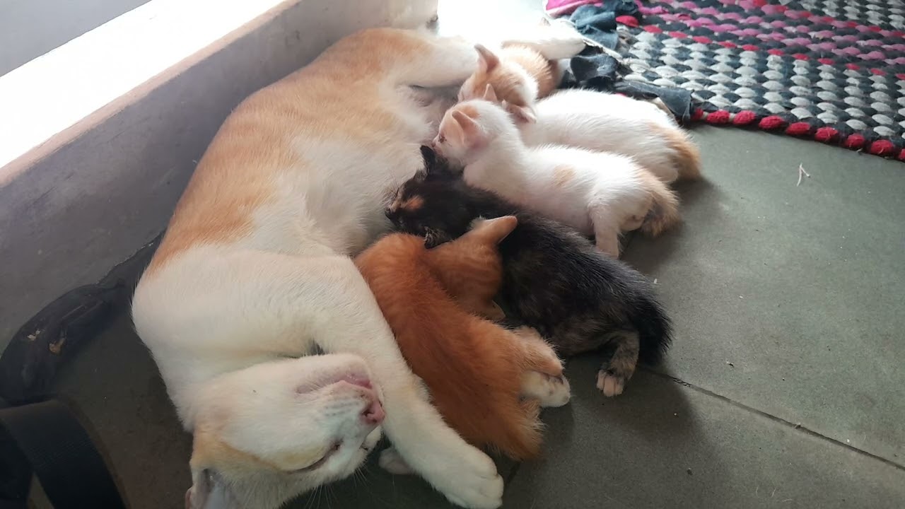 Mom cat is well sleep and her little kittens are getting milk 