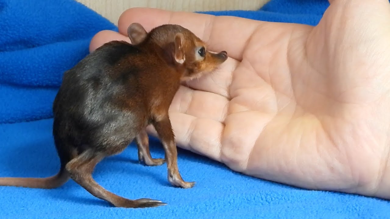 ZooBorns' Top 10 Newest, Cutest Baby Animals (Vol. 6)