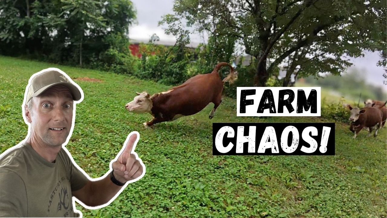 Насыщенный день на нашей небольшой ферме!