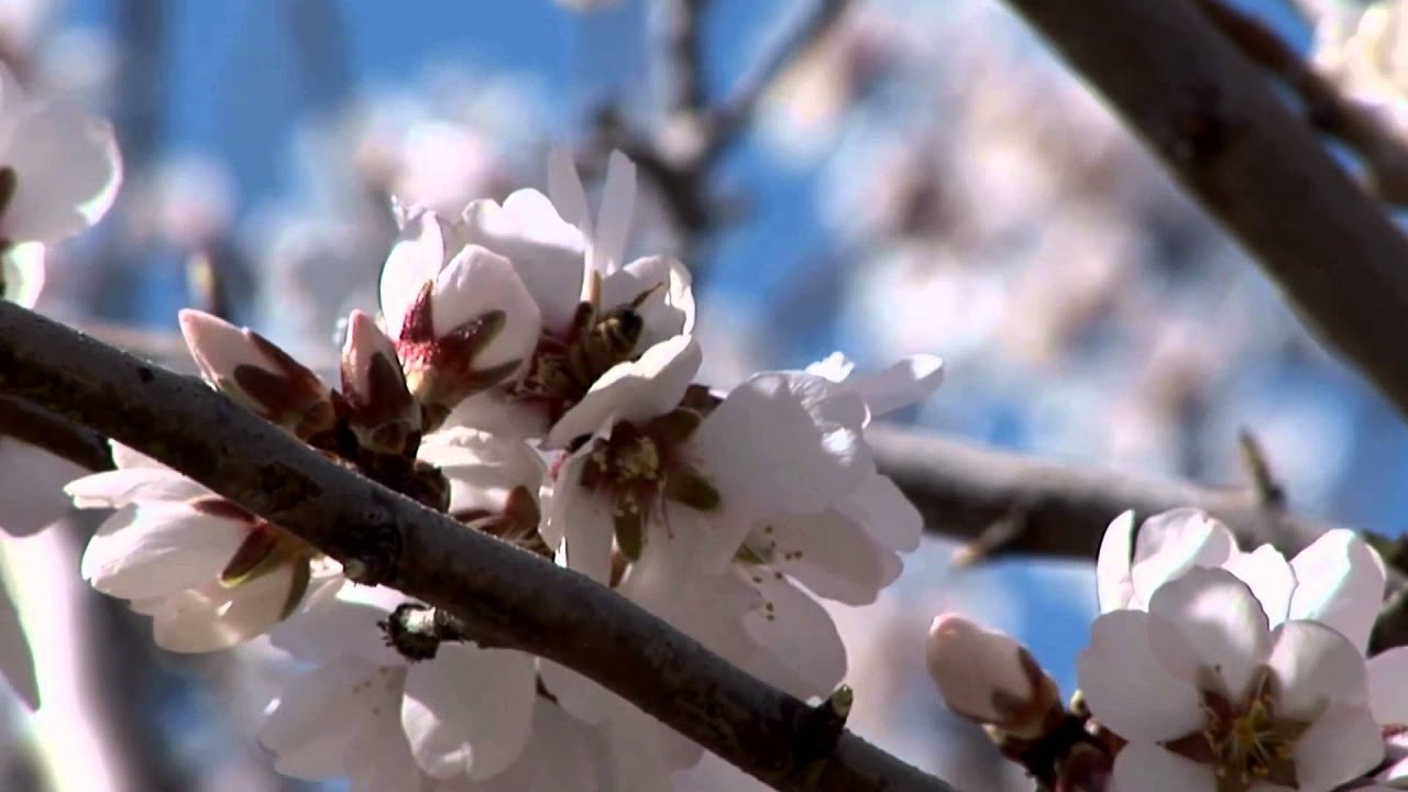 Blossom Buddies: The Epic Pollination of California's Almonds (Growing California)