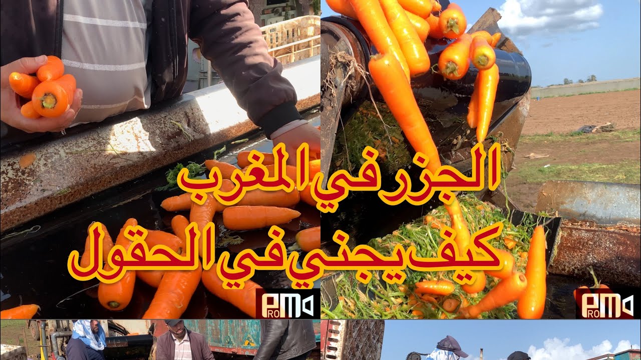 الجزر في المغرب بمتياز شاهد كيف يجني من الحقول