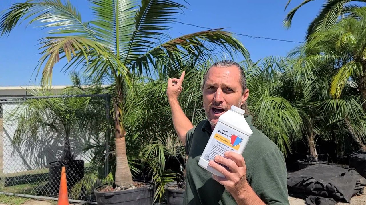 Protecting Palms During Shade To Sun Transplant