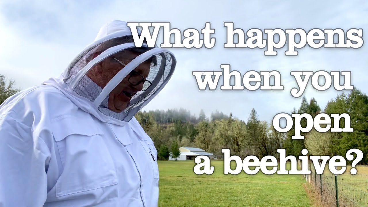 Opening Our Beehive for the First Time!