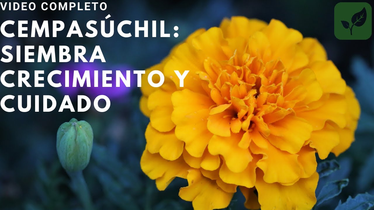 CEMPASUCHIL TAGETE: SIEMBRA CRECIMIENTO Y CUIDADO COMPLETO