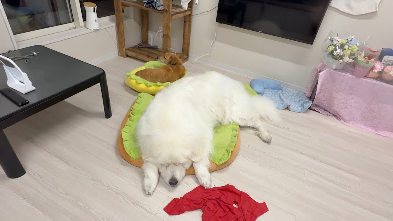 はみ出る具　シャンプー前の抵抗です