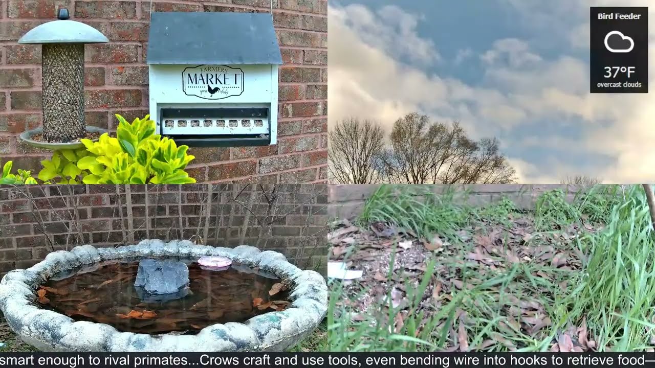 LIVE Bird Feeder Cam | Flock Around the Clock 🐦 | 3/16/2026