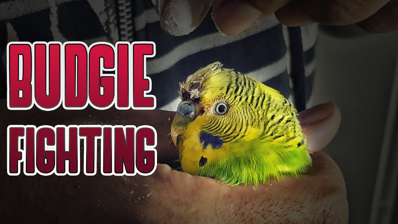 Stubby is injured badly 😥 How to stop bleeding Budgie???