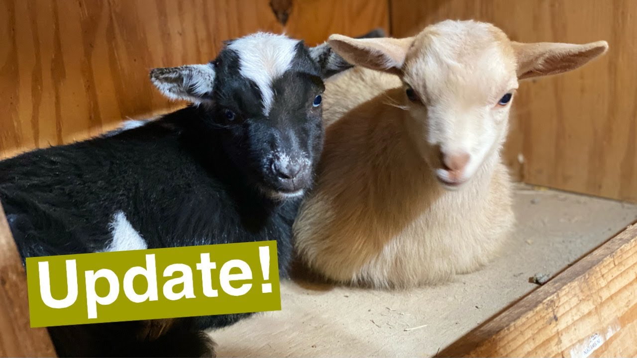 Barn-dominium and Baby Goat Update!
