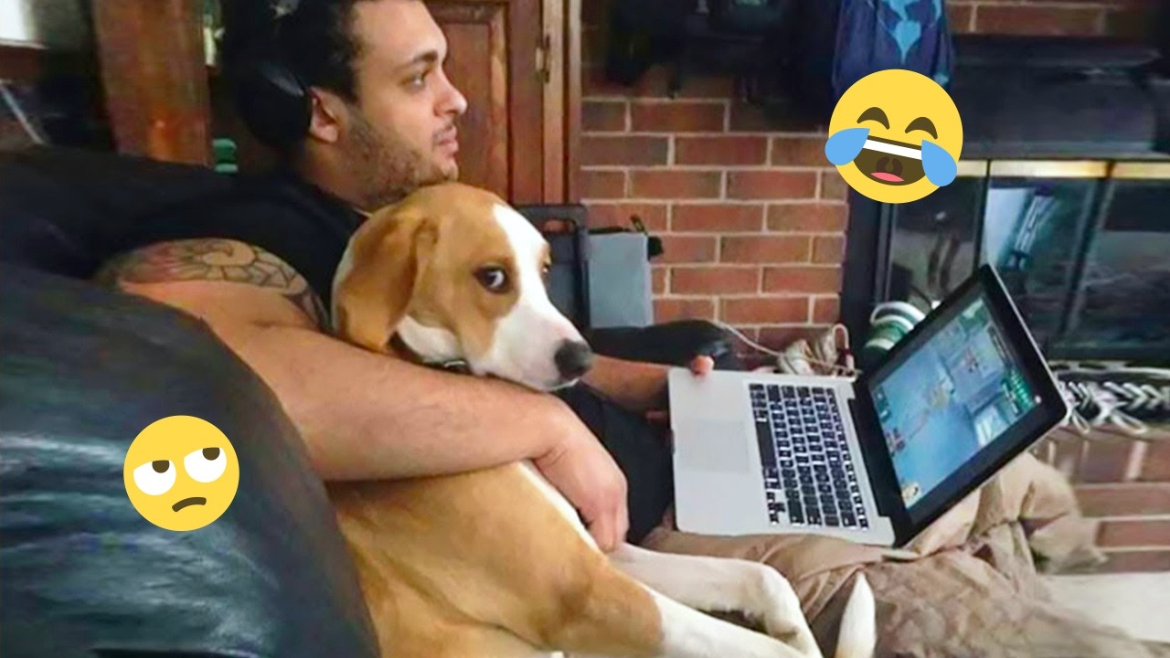 Над этими собаками невозможно перестать смеяться 🤣 Самые смешные собаки на видео 2026 года #71