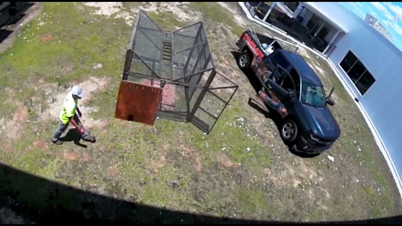 Catching Grackles and English Sparrows with a Ladder Trap