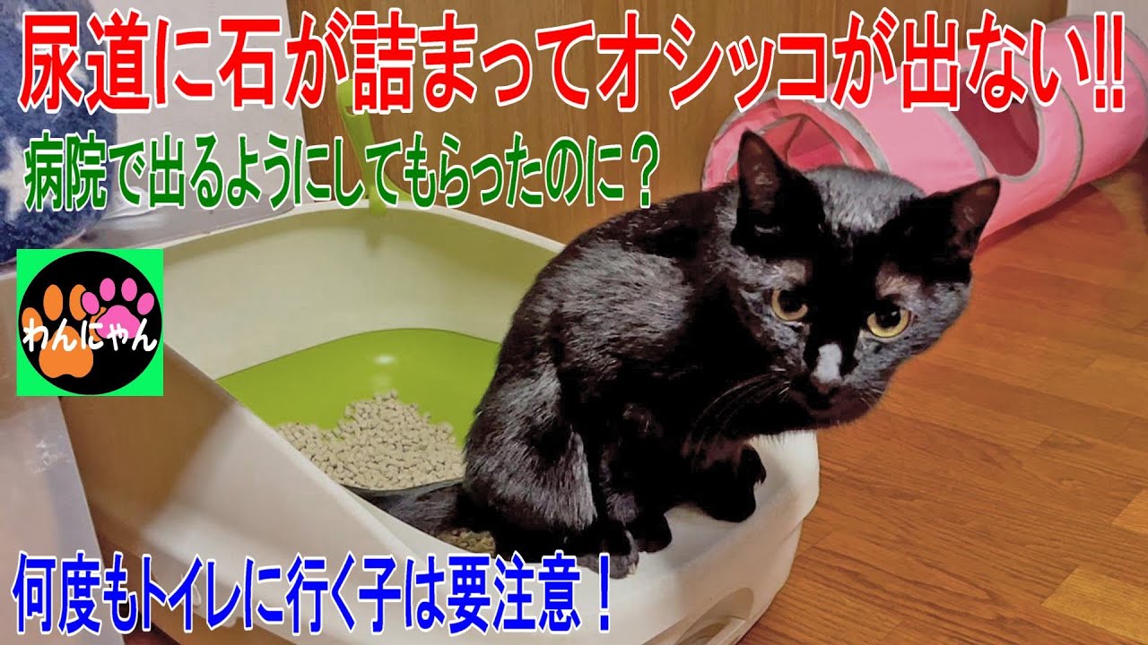 尿道に石が詰まってオシッコが出ない!!