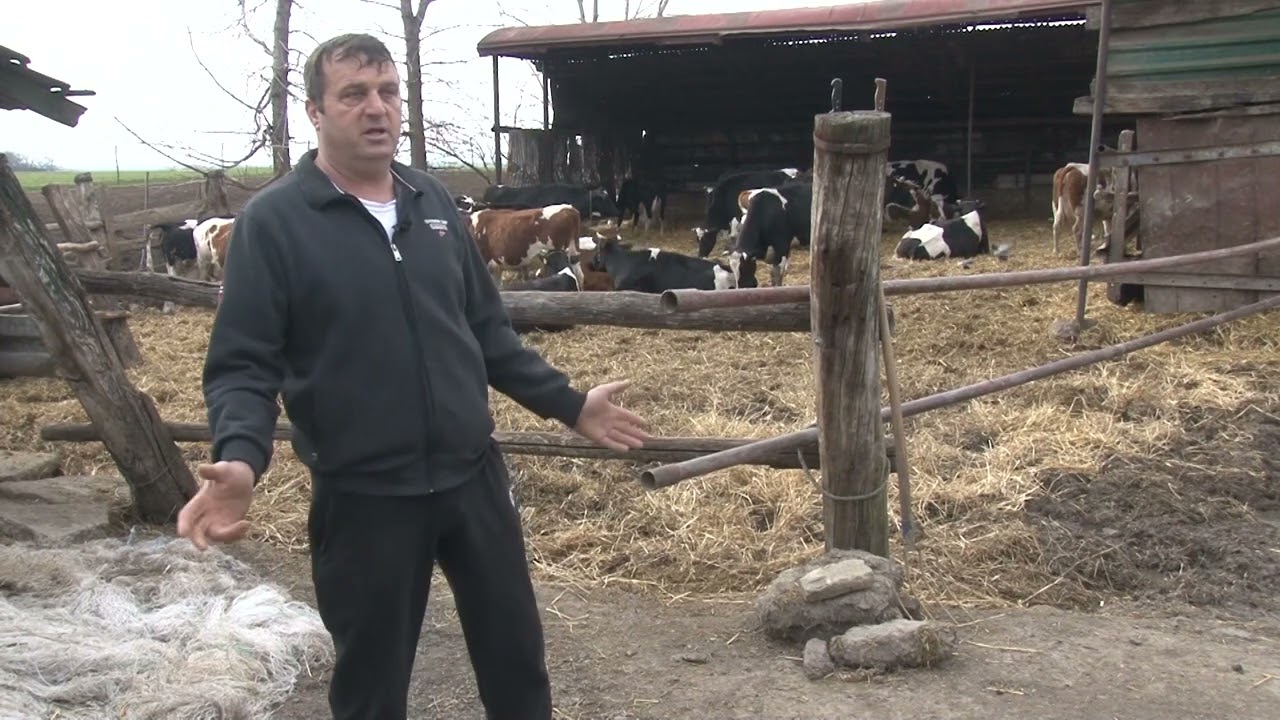 NEVEROVATNI PSI -  PULINI znaju IME SVAKE KRAVE POJEDINAČNO - NAJPAMETNIJI i najkorisniji pas