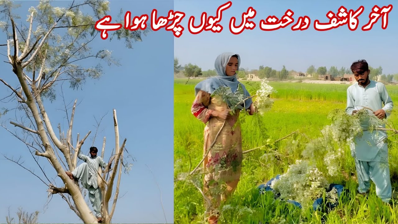 Why is Kashif climbing the tree? 😱Village Life Nimra Vlogs 