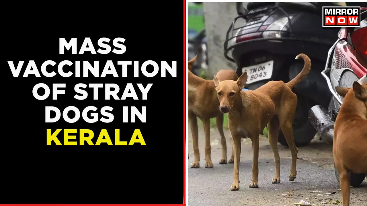 Kerala Government Announces Mass Vaccination Of Stray Dogs Amidst Public Outcry | English News