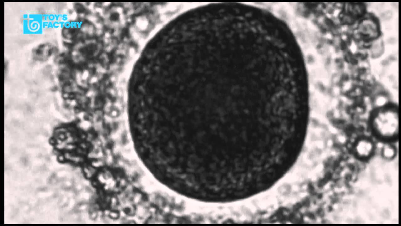 NOVELS 『アースダイバー』Music Video