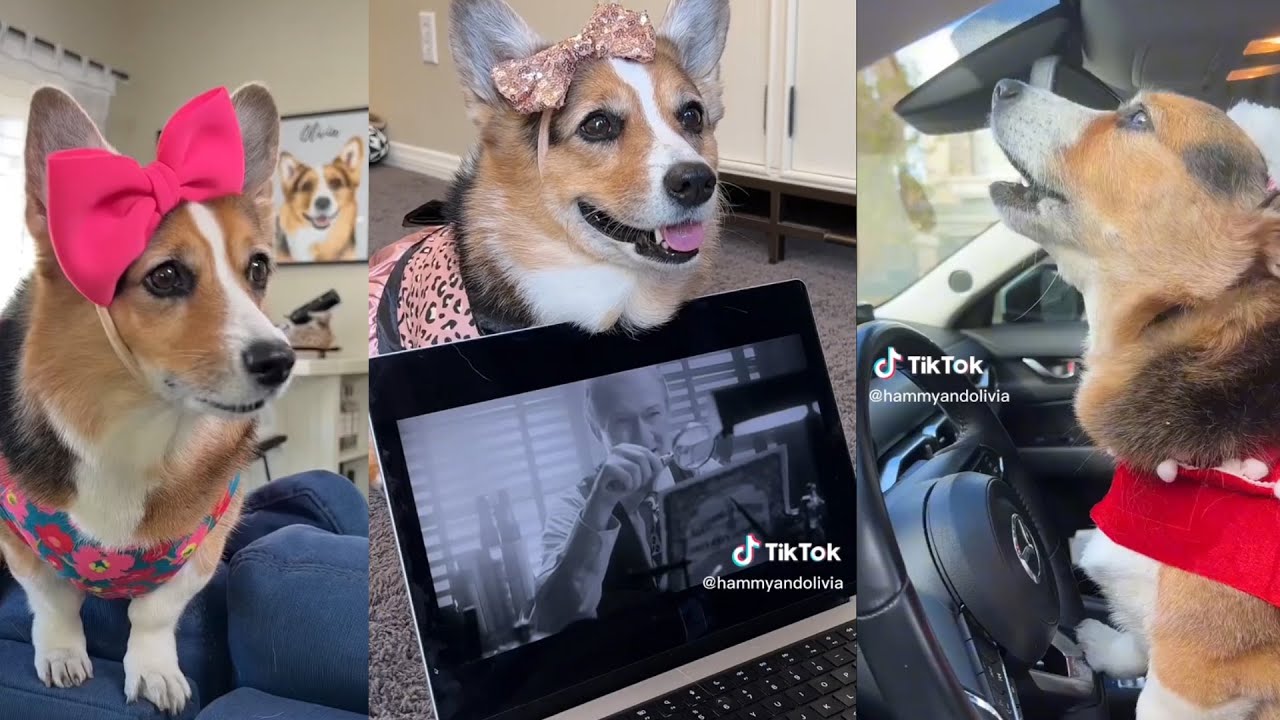 New Best Hammy & Olivia Tik Tok 2023 - New Funny Tik Tok Memes - TikTok Famous