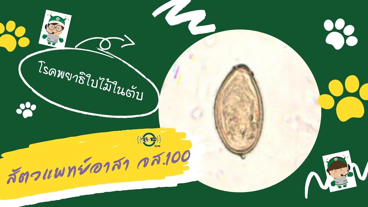 สัตวแพทย์อาสาจส. 100 : โรคพยาธิใบไม้ในตับ