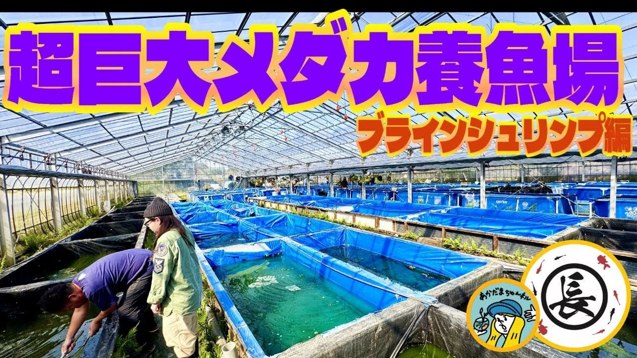 【めだか】超巨大メダカ養魚場が凄すぎる（メダカプール100個以上の養魚場！ブラインシュリンプの良さをお届けします）