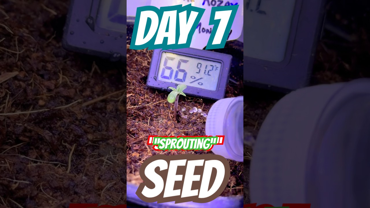 GROWING CANNABIS W/ADVANCED NUTRIENTS DAY:7